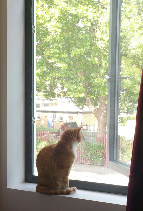Flat Cats window screens in London SW18