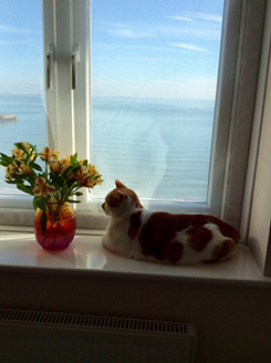 Flat Cats Pet Screens keeping this customer happy in Sandown IOW