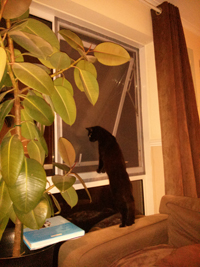 Window with Flat Cats window protection