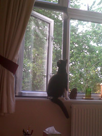 Flat Cats in Hampton Hill, Middleswex