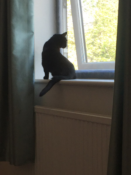 Flat Cats looking after cats in Bournmouth